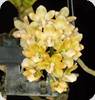 Rhynchostylis gigantea Yellow